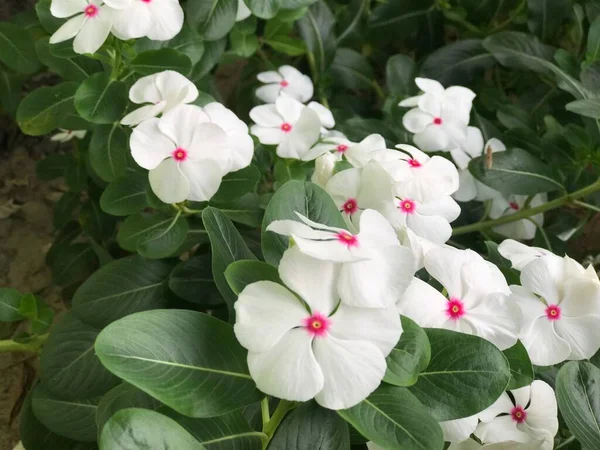 Hermosa Flor Color Blanco Rosa Con Hoja Verde Naturaleza Fondo —  Fotos de Stock