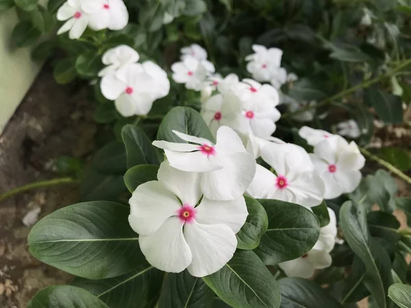 Yaprak yeşili arka planı taze, beyaz ve pembe bir çiçek.
