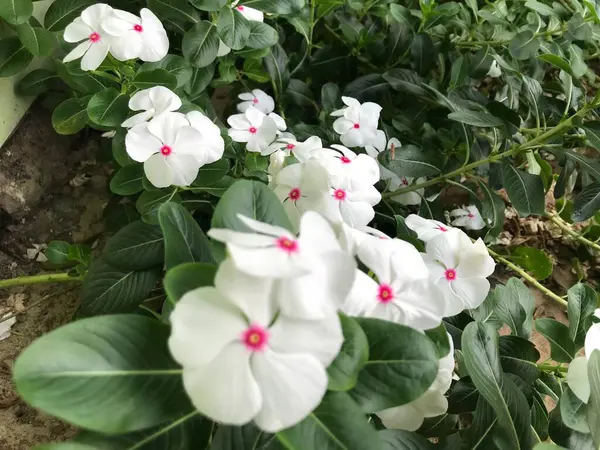 Bellissimo Fiore Bianco Rosa Con Foglia Verde Natura Sfondo Fresco — Foto Stock