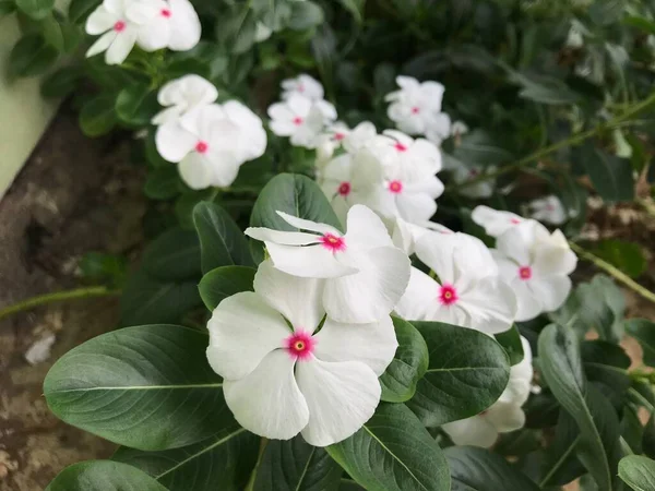 Hermosa Flor Color Blanco Rosa Con Hoja Verde Naturaleza Fondo —  Fotos de Stock