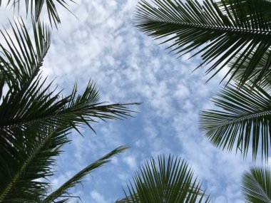 tropik palmiye yaprağı arkaplanı, hindistan cevizi palmiye ağaçları perspektifi görünümü