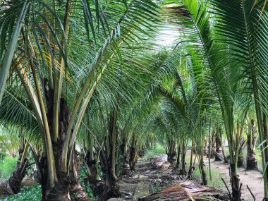 tropik palmiye yaprağı arkaplanı, hindistan cevizi palmiyelerini yakın plan