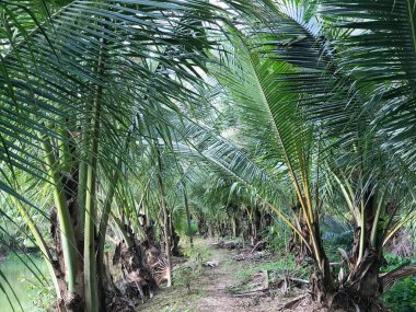 tropik palmiye yaprağı arkaplanı, hindistan cevizi palmiyelerini yakın plan