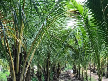 tropik palmiye yaprağı arkaplanı, hindistan cevizi palmiyelerini yakın plan