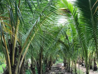 tropik palmiye yaprağı arkaplanı, hindistan cevizi palmiyelerini yakın plan