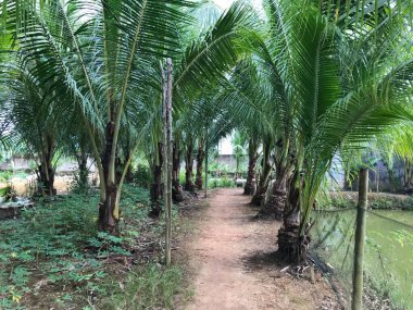 tropik palmiye yaprağı arkaplanı, hindistan cevizi palmiyelerini yakın plan