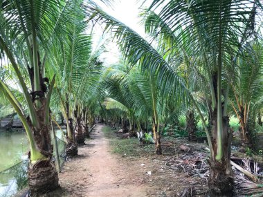 tropik palmiye yaprağı arkaplanı, hindistan cevizi palmiyelerini yakın plan