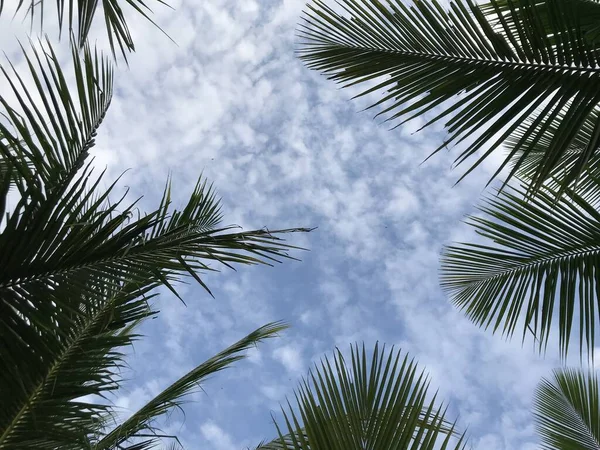 Fondo Hoja Palma Tropical Primer Plano Palmeras Coco Perspectiva Vista — Foto de Stock