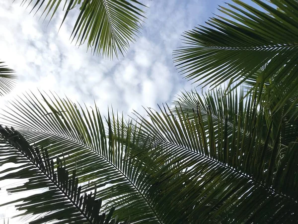 Fondo Hoja Palma Tropical Primer Plano Palmeras Coco Perspectiva Vista — Foto de Stock