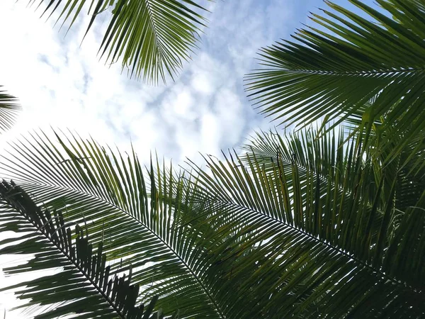 Fondo Hoja Palma Tropical Primer Plano Palmeras Coco Perspectiva Vista — Foto de Stock