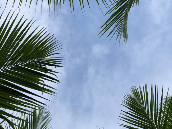 tropical palm leaf background, closeup coconut palm trees perspective view
