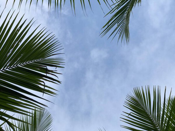 tropical palm leaf background, closeup coconut palm trees perspective view