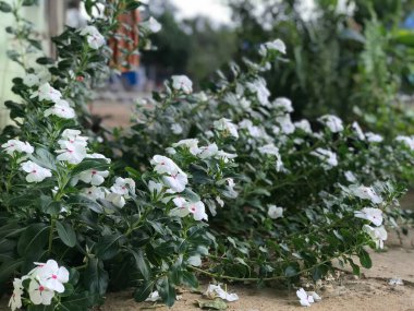 Yaprak yeşili arka planı taze, beyaz ve pembe bir çiçek.