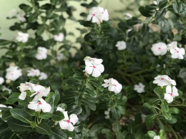 Yaprak yeşili arka planı taze, beyaz ve pembe bir çiçek.