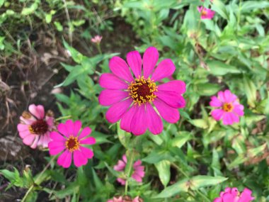 Yaprak yeşili arkaplanlı güzel bir çiçek pembesi.