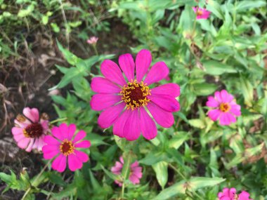 Yaprak yeşili arkaplanlı güzel bir çiçek pembesi.