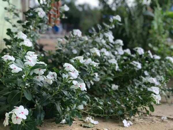 Belle Fleur Blanche Rose Couleur Avec Feuille Vert Nature Fond — Photo