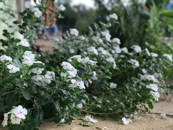Красивый Цветок Белый Розовый Цвет Зеленым Листом Природы Фон Свежий — стоковое фото