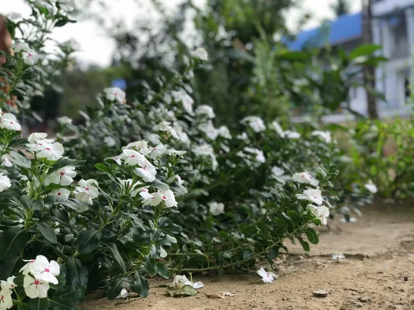Vacker Blomma Vit Och Rosa Färg Med Blad Grön Natur — Stockfoto