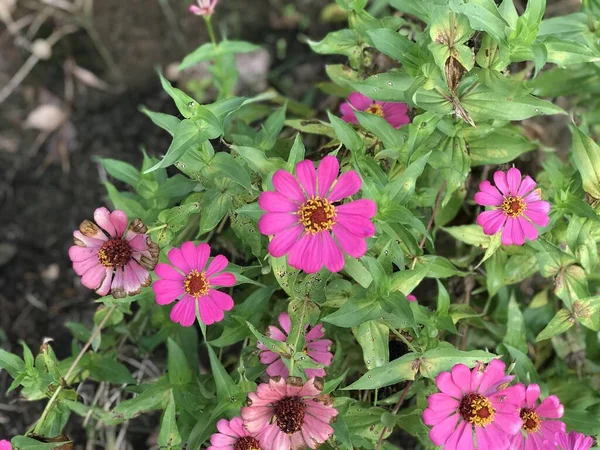 Красивый Цветок Розовый Цвет Зеленым Листом Природы Фон Свежий Природный — стоковое фото