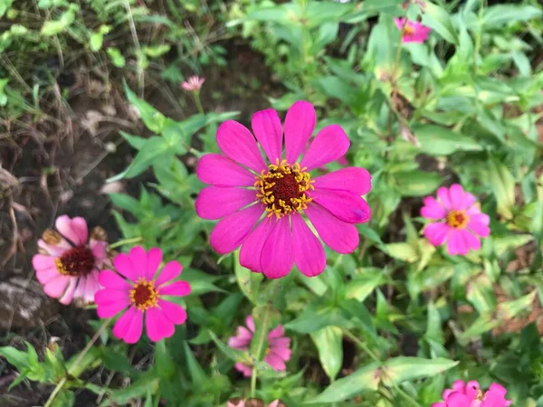 beautiful flower pink color with leaf green nature background fresh natural