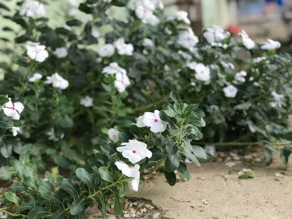 Hermosa Flor Color Blanco Rosa Con Hoja Verde Naturaleza Fondo —  Fotos de Stock