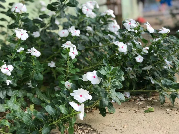 Mooie Bloem Witte Roze Kleur Met Blad Groene Natuur Achtergrond — Stockfoto