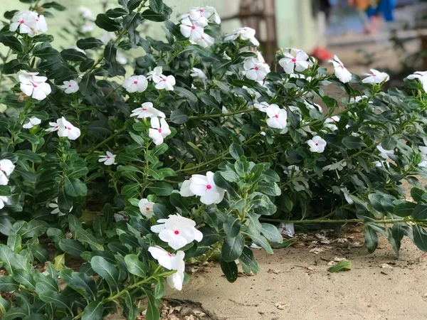 Yaprak Yeşili Arka Planı Taze Beyaz Pembe Bir Çiçek — Stok fotoğraf