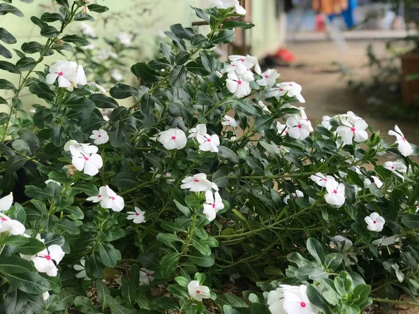 Yaprak Yeşili Arka Planı Taze Beyaz Pembe Bir Çiçek — Stok fotoğraf