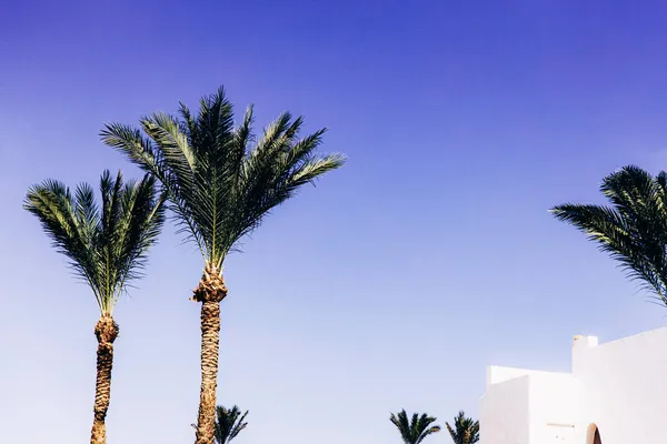 Вид Снизу Пальмы Белые Здания Курортного Отеля Голубое Чистое Небо — стоковое фото