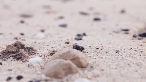 允许螃蟹在海滨的沙滩上爬行.埃及旅游胜地的海滩 — 图库视频影像