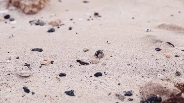 Vergunning krabben kruipen op het zand aan de zeekust. Strand van de Egyptische badplaats — Stockvideo