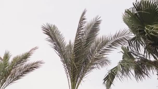Ветреная погода в египетском курорте. Пальмы дуют ветром — стоковое видео
