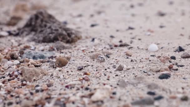 Os caranguejos permissivos rastejam na areia na costa do mar. Praia do resort egípcio — Vídeo de Stock