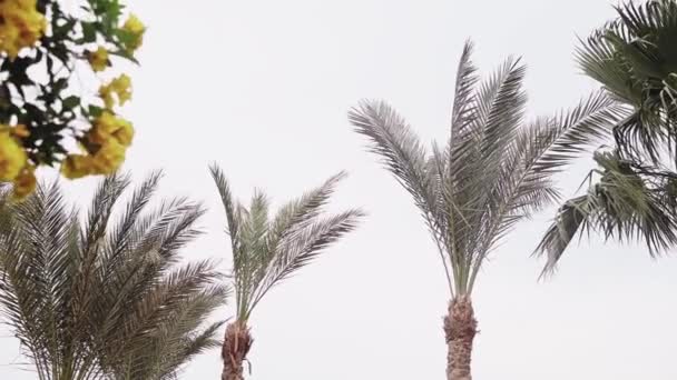 Windy weather in the Egyptian resort. Palm trees are blown by the wind — Stock Video