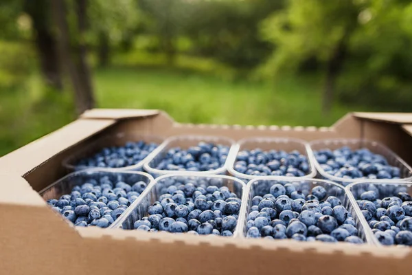 Doos of krat met verzamelde verse bosbessen. Bessen landbouw bedrijf — Stockfoto