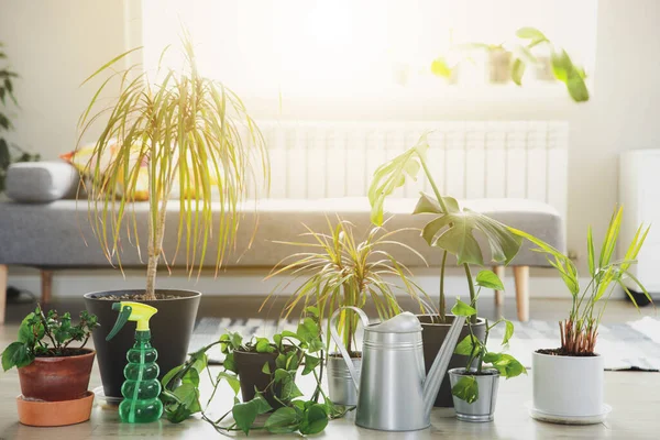 Collection of various tropical green plants in different pots indoor — Stock Photo, Image