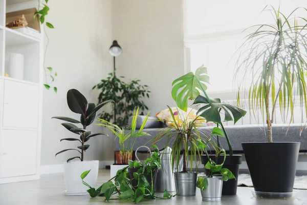 Verzameling van verschillende tropische groene planten in verschillende potten indoor — Stockfoto