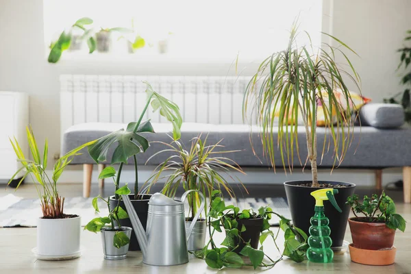 Koleksi berbagai tanaman tropis hijau dalam pot yang berbeda di dalam ruangan — Stok Foto