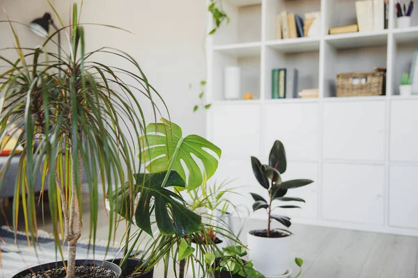 Sammlung verschiedener tropischer Grünpflanzen in verschiedenen Töpfen im Innenbereich — Stockfoto
