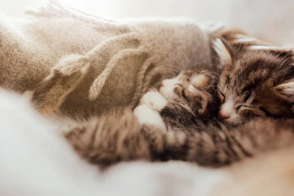 Pequenos Gatinhos Bonitos Dormem Abraço Coberto Com Cobertor Efeito Luz — Fotografia de Stock