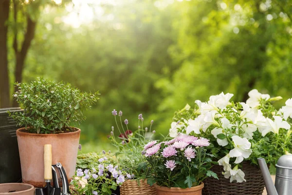 Bunga Pot Yang Berbeda Herbal Peralatan Berkebun Pada Latar Belakang — Stok Foto