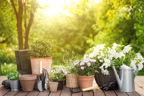 Bunga Pot Yang Berbeda Herbal Peralatan Berkebun Pada Latar Belakang — Stok Foto