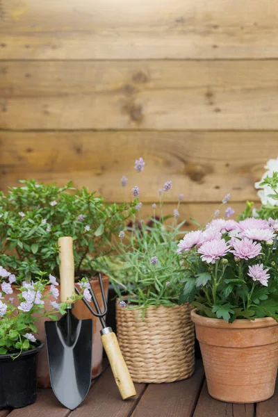 Bunga Pot Mekar Yang Berbeda Dan Herbal Peralatan Berkebun Latar — Stok Foto
