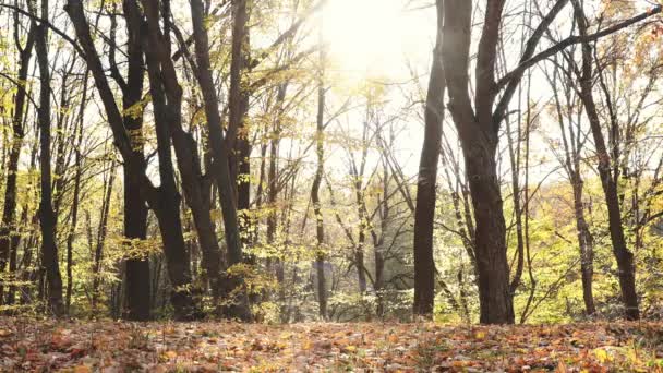 금발의 소녀가 나무들 사이의 가을노란 숲에서 달리고 있습니다 빛줄기가 Sunny — 비디오