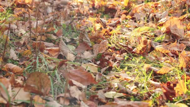 Schattensilhouetten Von Kindern Oder Tanzenden Menschen Die Sich Herbstgelben Blättern — Stockvideo