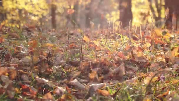 Φθινόπωρο Ηλιόλουστο Δάσος Κοντινό Πλάνο Κίτρινο Χρώμα Φύλλα Σφενδάμου Ξηρό — Αρχείο Βίντεο