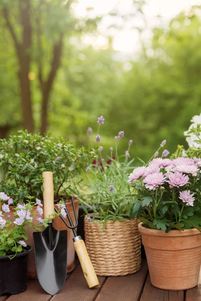 Bunga Pot Mekar Yang Berbeda Dan Herbal Peralatan Berkebun Latar — Stok Foto