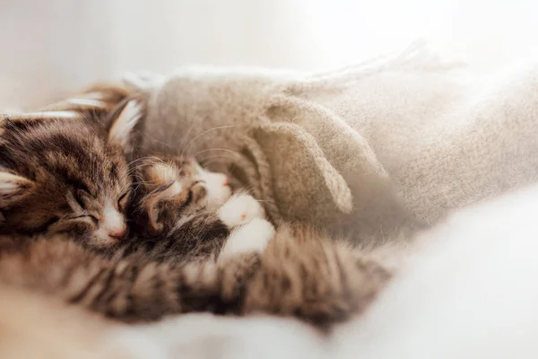 Pequenos Gatinhos Bonitos Dormem Abraço Coberto Com Cobertor Efeito Luz — Fotografia de Stock