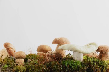 Düzenlenebilir kahverengi boletus edulis mantarlı kompozisyon, stüdyo bej arka planında izole edilmiş yeşil yosun ya da çimenler üzerinde durmaktadır. Sonbahar hasadı, hobi konsepti. Vahşi Porcini, yaklaş. Boşluğu kopyala